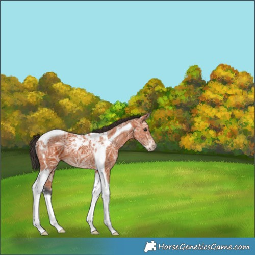 Horse Color:Bay Ice Tobiano 