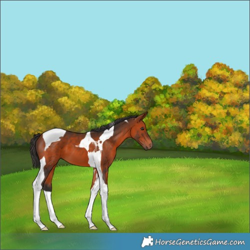 Horse Color:Bay Tobiano 