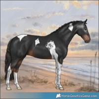 Horse Color:Gray Liver Chestnut Tobiano 