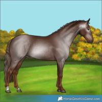 Horse Color:Gray Chestnut 