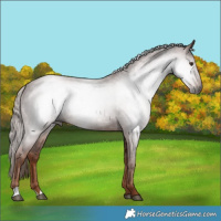 Horse Color:Gray Chestnut 