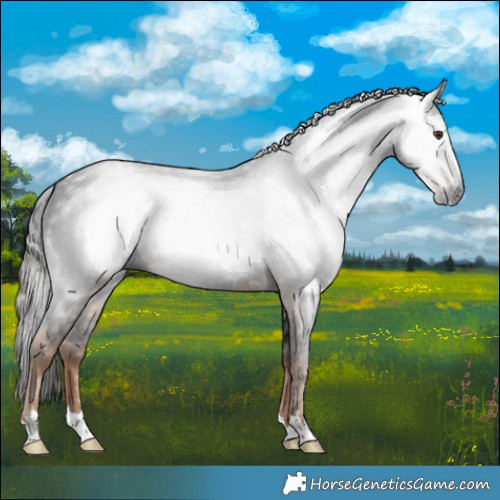 Horse Color:Gray Liver Chestnut 