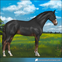 Horse Color:Gray Liver Chestnut
