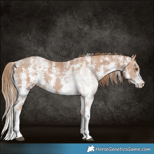 Horse Color:Black Pearl Sabino