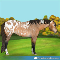 Horse Color:Gray Buckskin Roan Blanket 