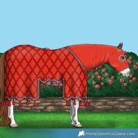 Horse Color:Chestnut Sabino Rabicano