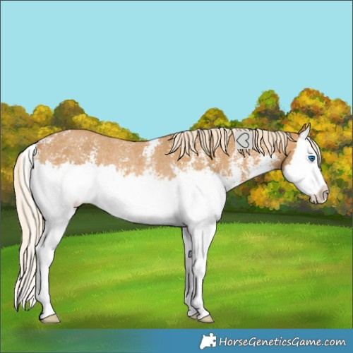 Horse Color:Palomino Sabino Splash Varnish Rabicano 
