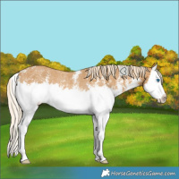 Horse Color:Palomino Sabino Splash Varnish Rabicano 