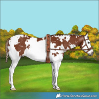 Horse Color:Gray White Spotted Chestnut Splash Rabicano 