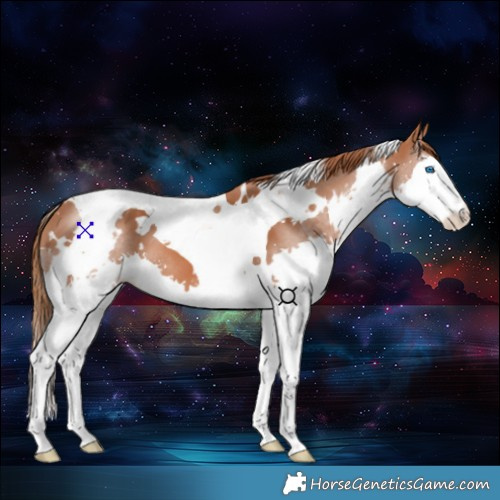 Horse Color:White Spotted Chestnut Splash Tobiano 