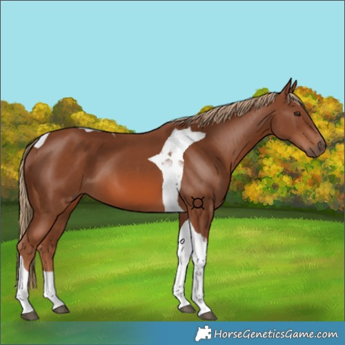 Horse Color:Chestnut Tobiano 