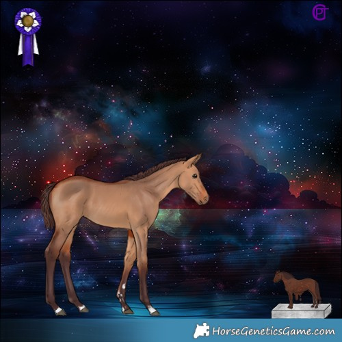 Horse Color:Chocolate Bay Dun 