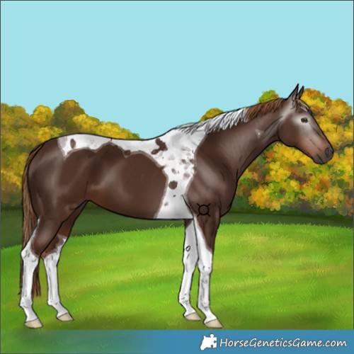 Horse Color:Gray Chestnut Tobiano 