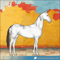 Horse Color:White Spotted Midnight Bay Ice Appaloosa 