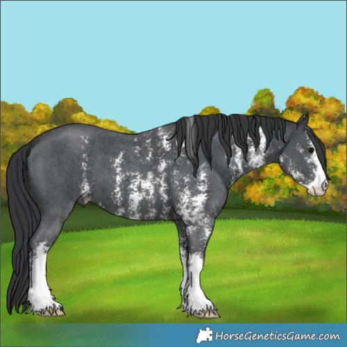 Horse Color:Black Sabino