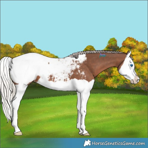 Horse Color:Silver Black Splash Appaloosa 