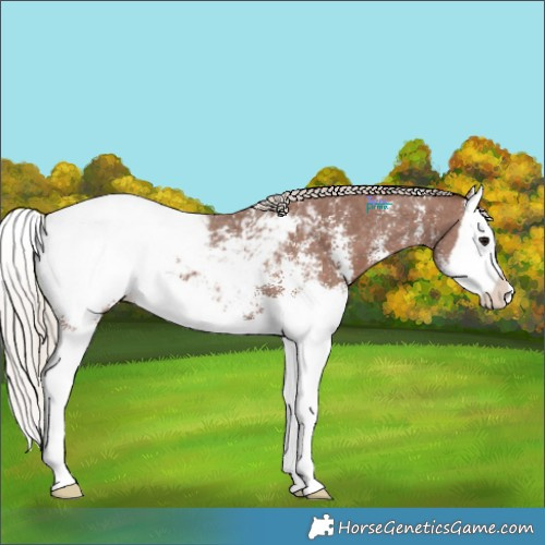 Horse Color:Silver Black Sabino Splash Appaloosa