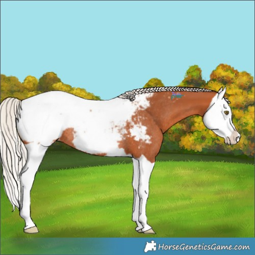 Horse Color:Silver Bay Splash Appaloosa Rabicano