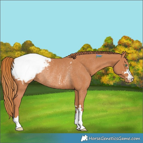 Horse Color:Chestnut Appaloosa Rabicano
