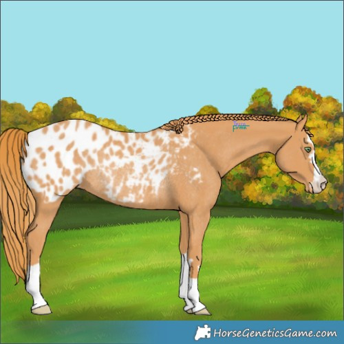 Horse Color:Chestnut Appaloosa Rabicano