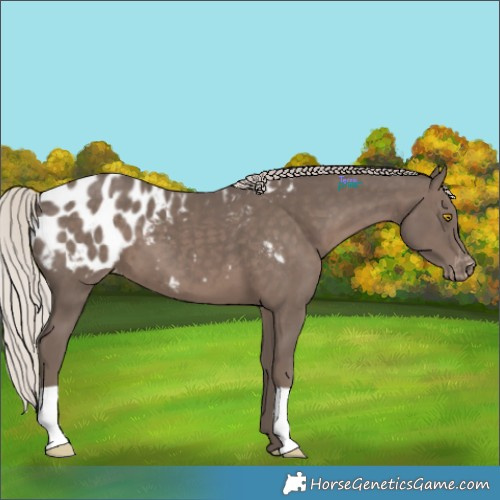 Horse Color:Silver Black Appaloosa 