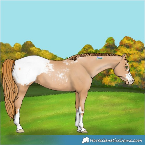 Horse Color:Chestnut Pearl Appaloosa