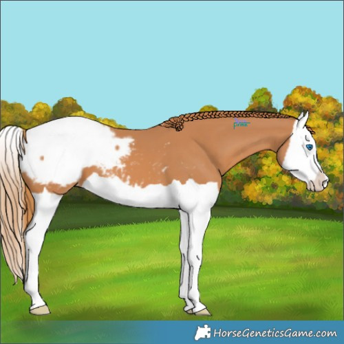 Horse Color:Chestnut Splash Appaloosa