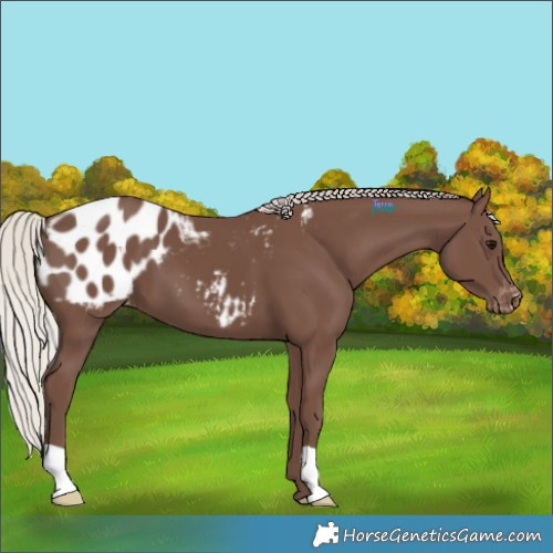Horse Color:Silver Black Appaloosa