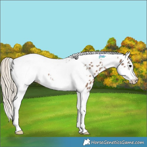 Horse Color:Silver Black Tobiano Frame Appaloosa