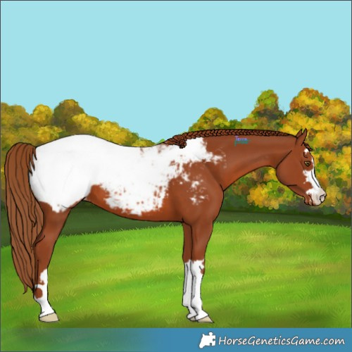 Horse Color:Chestnut Appaloosa 