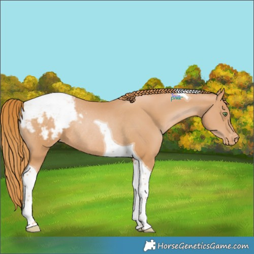 Horse Color:Chestnut Pearl Tobiano Appaloosa Rabicano 