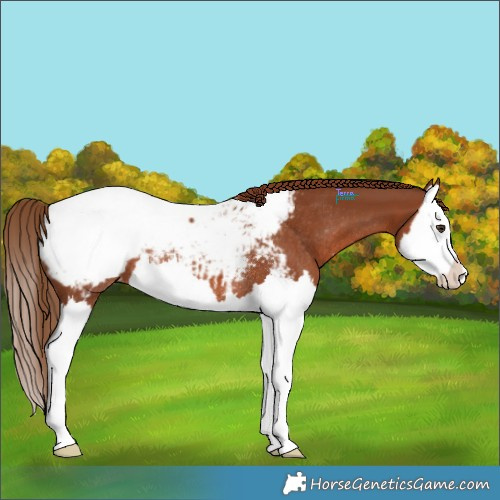 Horse Color:Chestnut Splash Appaloosa Rabicano