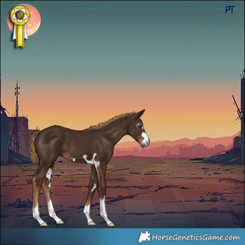 Horse Color:Gray Chestnut 