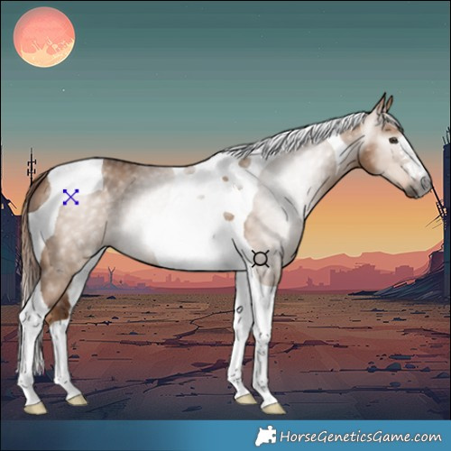 Horse Color:Gray Red Dun Tobiano 