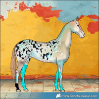 Horse Color:Red Onyx Near Leopard 