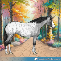 Horse Color:Gray Blue Chinchilla Roan Appaloosa 