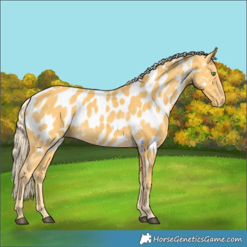 Horse Color:Palomino Near Leopard 