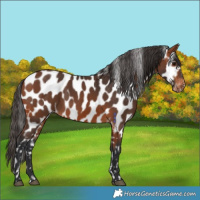 Horse Color:Bay Near Leopard 