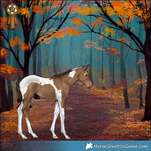 Horse Color:Gray Red Dun Tobiano 