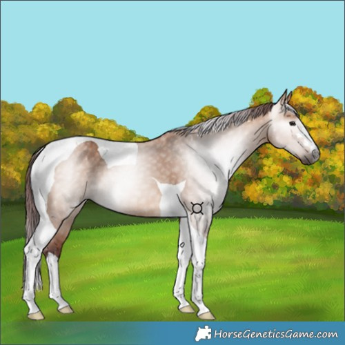 Horse Color:Gray Chocolate Bay Dun Tobiano 