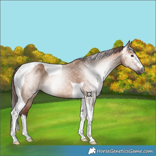 Horse Color:Gray Chocolate Bay Dun Tobiano 