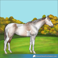 Horse Color:Gray Chocolate Bay Dun Tobiano 