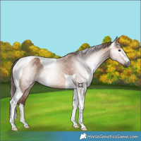 Horse Color:Gray Chocolate Bay Dun Tobiano 