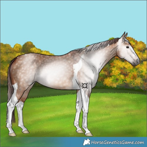 Horse Color:Gray Chocolate Bay Dun Tobiano 