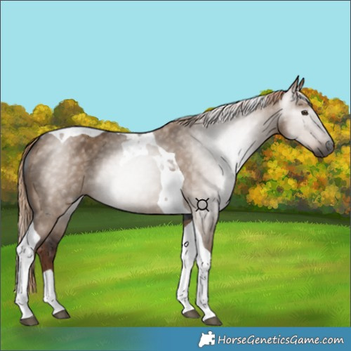 Horse Color:Gray Liver Red Dun Tobiano 