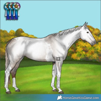 Horse Color:Gray Liver Red Dun Tobiano