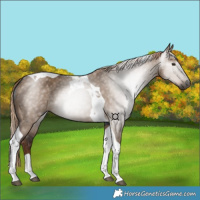 Horse Color:Gray Liver Red Dun Tobiano 
