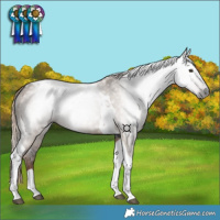 Horse Color:Gray Liver Red Dun Tobiano 