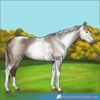 Horse Color:Gray Liver Red Dun Tobiano 