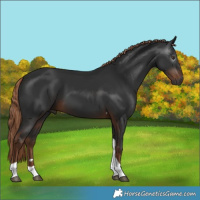 Horse Color:Gray Liver Chestnut Tobiano 
